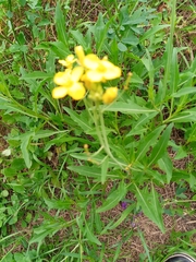 Diplotaxis tenuifolia