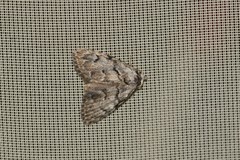 Meganola strigula