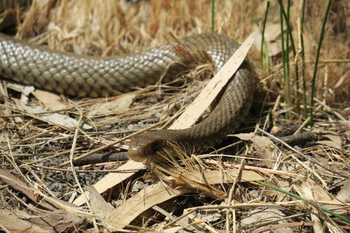 Eastern Brown Snake sighting
