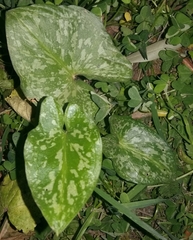 Arisarum vulgare
