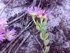 Lampranthus falciformis