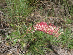 Grevillea dryandri