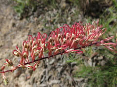 Grevillea dryandri