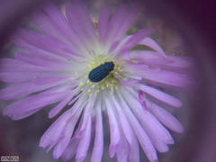 Lampranthus falciformis