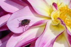 Cephaloconus cyprinus