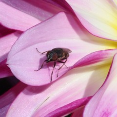 Cephaloconus cyprinus