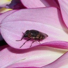 Cephaloconus cyprinus