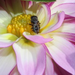 Cephaloconus cyprinus