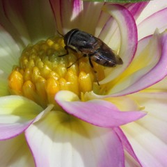 Cephaloconus cyprinus