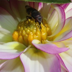 Cephaloconus cyprinus