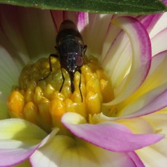 Cephaloconus cyprinus