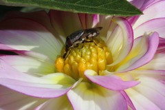 Cephaloconus cyprinus