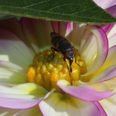 Cephaloconus cyprinus