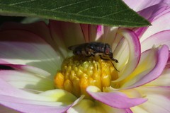 Cephaloconus cyprinus