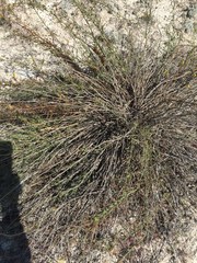 Scrophularia cretacea