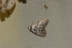 Meganola strigula
