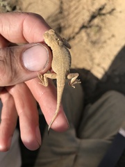 Phrynocephalus guttatus