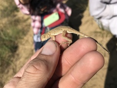 Phrynocephalus guttatus