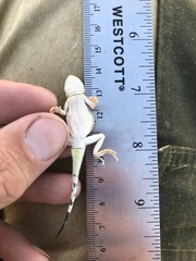 Phrynocephalus guttatus