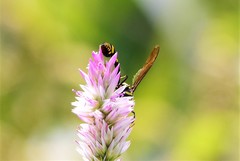 Phimenes flavopictus flavopictus