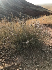 Limonium suffruticosum