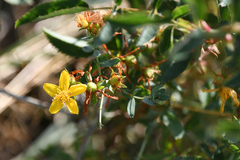 Hypericum cerastioides