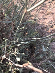 Limonium suffruticosum