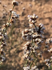 Limonium suffruticosum