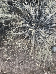 Prangos odontalgica