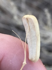 Prangos odontalgica