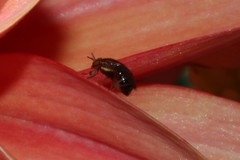 Steganopsis melanogaster