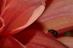 Steganopsis melanogaster