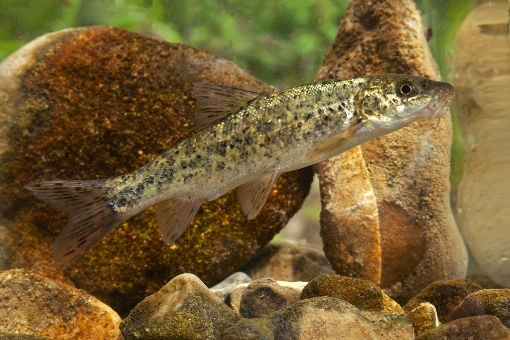 Horse Barbel