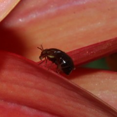 Steganopsis melanogaster