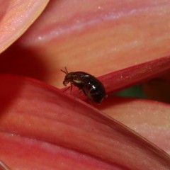 Steganopsis melanogaster