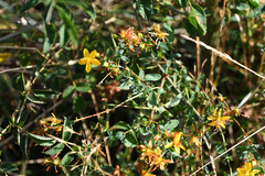 Hypericum cerastioides