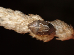 Neottiglossa flavomarginata