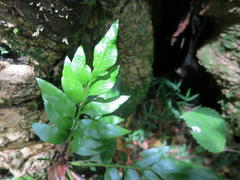 Asplenium gemmiferum