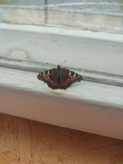 Aglais urticae