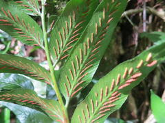 Asplenium gemmiferum