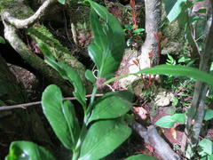 Asplenium gemmiferum