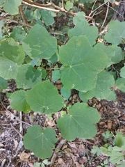 Acer opalus obtusatum