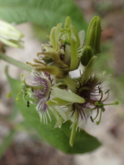 Passiflora sexflora