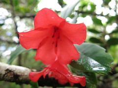 Rhododendron viriosum