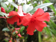 Rhododendron viriosum