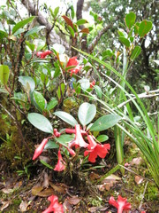 Rhododendron viriosum