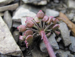 Symphyoloma graveolens