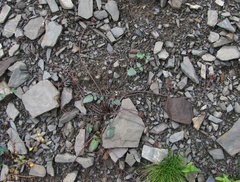 Symphyoloma graveolens