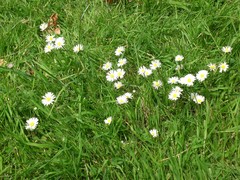 Bellis perennis