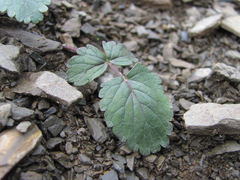Symphyoloma graveolens